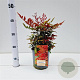 Nandina d. Obsessed 20-30 cm 2,5L