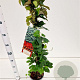 Parthenocissus tr. 'Veitchii' 70-80 cm 2,5L