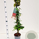 Parthenocissus tr. 'Veitchii' 70-80 cm 2,5L