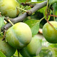 Prunus d. 'Jefferson' 175-200 cm 10L