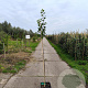 Prunus d. 'Marjorie's Seedling' 100-125 cm 10L