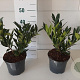 Prunus l. 'Otto Luyken' 25-30 cm 3,0L