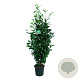 Prunus l. Genolia 125-150 cm 15L