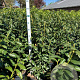 Prunus l. Genolia 80-100 cm 10L