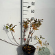 Rhus aromatica 'Grow-Low' 30-40 cm 3,0L