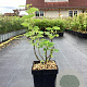 Ribes rub. 'Gloire des Sablons' 30-40 cm 3,0L