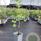 Ribes rub. Weisse Versailles 60-80 cm P15