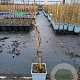 Rubus 'Boysen Thornless' 50-60 cm C1.5