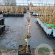 Rubus frut. 'Black Satin' 50-60 cm 3,0L