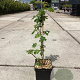 Rubus frut. 'Thornless Evergreen' 40-60 cm 3,0L