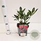 Skimmia j. 'Rubinetta' 20-25 cm 2,0L