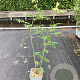 Sorbus aucuparia 60-80 cm P15