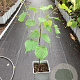 Tilia cordata 60-80 cm P15