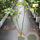 Tilia platyphyllos 60-80 cm P15