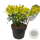 Choisya t. Sundance 25-30 cm 3,5L