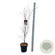Acer pal. 'Atropurpureum' 125-150 cm 14L