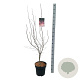 Acer pal. 'Bloodgood' 125-150 cm 14L