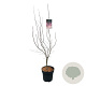 Acer pal. 'Bloodgood' 125-150 cm 14L