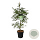 Acer pal. 'Dissectum' 125-150 cm 14L