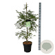 Acer pal. 'Dissectum' 125-150 cm 14L
