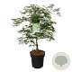Acer pal. 'Dissectum' 80-100 cm 14L