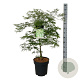 Acer pal. 'Dissectum' 80-100 cm 14L