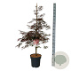 Acer pal. 'Garnet' 125-150 cm 14L