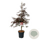 Acer pal. 'Garnet' 125-150 cm 14L
