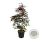 Acer pal. 'Garnet' 125-150 cm 30L extra