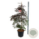 Acer pal. 'Garnet' 125-150 cm 30L extra