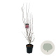 Acer pal. 'Skeeter's Broom' 125-150 cm 14L