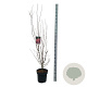Acer pal. 'Skeeter's Broom' 125-150 cm 14L