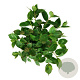Hydrangea s. Magic Pillow 30-40 cm 6,5L
