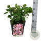 Hydrangea s. Magic Pillow 30-40 cm 6,5L