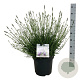 Lavandula int. Sensational! 40-50 cm 15L