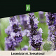 Lavandula int. Sensational! 40-50 cm 15L