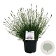 Lavandula int. Sensational! 40-50 cm 15L