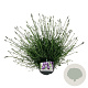 Lavandula int. Sensational! 40-50 cm 15L