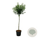 Prunus lusitanica 'Brenelia' 120-140 cm 30L