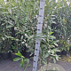 Prunus l. 'Caucasica' 150-175 cm 15L