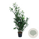 Prunus l. 'Caucasica' 150-175 cm 15L