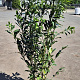 Prunus l. 'Caucasica' 150-175 cm 15L
