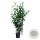 Prunus l. 'Novita' 150-175 cm 15L