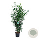 Prunus l. 'Novita' 150-175 cm 15L