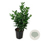 Prunus l. 'Obelisk' 50-60 cm 6L