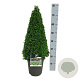 Pennisetum al. 'Hameln' plantgoed P9