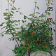 Amelanchier lamarckii 150-175 cm 10L