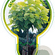 Catalpa bignonioides 'Aurea' 120 cm stam 7,5L