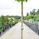 Catalpa bignonioides 'Aurea' 180 cm stam 15L 6-8
