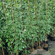 Clematis mont. rubens 150-175 cm 5,0L